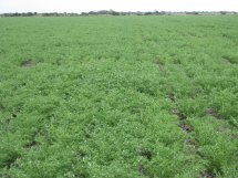 Productivos del Cultivo de Garbanzo