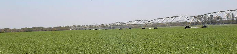 Cultivo de Garbanzo